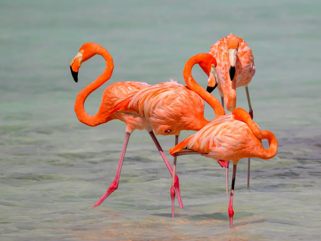 Bonaire (4)